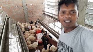 कुदरत का अनोखा तोहफा - कटकनाथ के खास चूज़े | #skpoultry