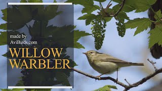 Willow Warbler [Phylloscopus Trochilus]