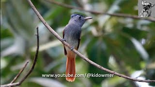 Early migrant BLYTH'S PARADISE FLYCATCHER, Singapore