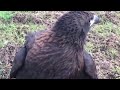 striated caracara at the national centre for birds of prey