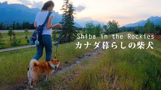 【久しぶりのお風呂】夜9時半の夕焼け時に柴犬ナラとまったり散歩｜4K｜カナダ海外生活｜シャワー｜Shiba Inu