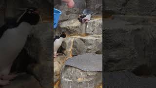 お食事中イワトビペンギン🐧/A rockhopper penguin eating