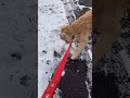 あれ あれ 雪玉どこいった ゴールデンレトリバー ゴルパピ dog