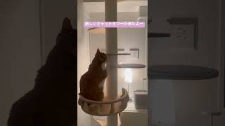 新しいキャットタワーが来たらこうなるね