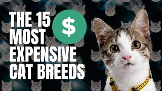 The 15 Most Expensive Cat Breeds