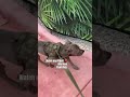 when my pitbull 🤪 refuses to quit dog doglover funny fun video funnypuppy