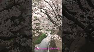 大岡川に合流する日野川と桜🌸2024/4/7