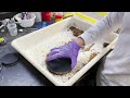 Keeping red imported fire ants in lab