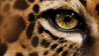 Дикая Природа Глаз леопарда National Geographic