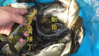 野钓：大河水草处惊喜不断，鮰鱼、黄辣丁、黄金鲫都来了