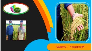 Top High Yield Hybrid Rice Variety BRAC Shokti 3 in Bangladesh