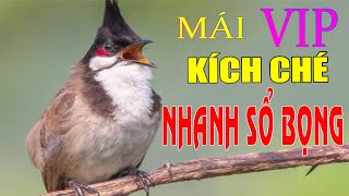 CHÀO MÀO MÁI KÍCH TRỐNG - CÁCH KÍCH LỬA CHÀO MÀO SỔ BỌNG HÓT CHÉ #1