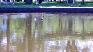 合浦公園の鴨(青森市)