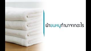 Mindcotton : EP.60 ผ้าขนหนูทำมาจากอะไร