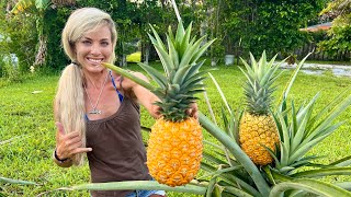 How To Grow GIANT Pineapples at Home Fast & Easy in Containers