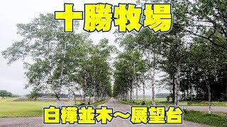 十勝牧場の白樺並木と展望台　Tokachi Ranch birch tree-lined