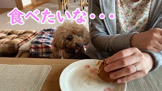 人間のおやつを食べてみたい【トイプードルのサラ】