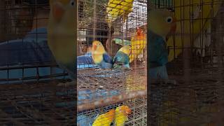 Lovebirds for sale | Rare lovebirds at a very cheap price at Galiff Street Pet Market Kolkata #birds