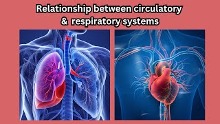 Understanding the relationship between respiratory and circulatory systems