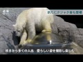 旭山動物園が夏季営業開始　新たにクジャク舎も「何度来ても楽しい」（2015 04 29） 北海道新聞