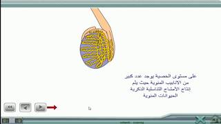 التوالد عند الإنسان :أعضاء الجهاز التناسلي