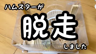 ハムスターが脱走した時のお話とその後の様子【ジャンガリアン】