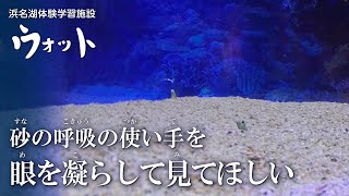 【水中映像】沖縄水槽に水中カメラが潜入！！