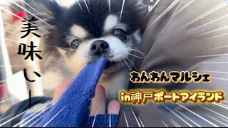 【わんわんマルシェ】久しぶりのうまうまに大興奮した無限