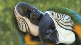 Two Lovebirds Kissing