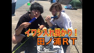 7/2和歌山釣果・田ノ浦RT　イワシ100匹以上！アジも釣れてます！！フィッシングマックス和歌山インター店