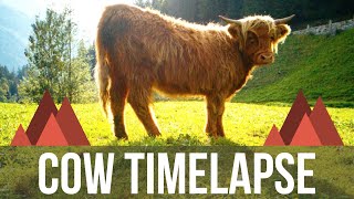 Time Lapse video of Scottish Highland Cows capturing their Daily Life