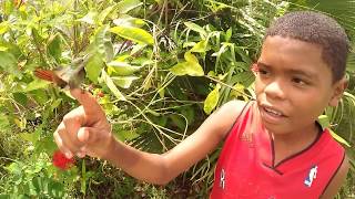 Little Boy Catches a Hummingbird Barehanded! \