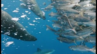 Striped marlin from bait balls off the South Coast