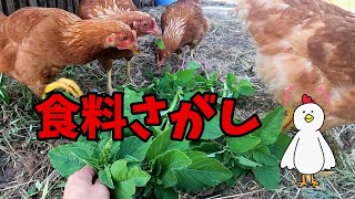 ニワトリの食料探し【536】