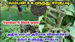 வம்பன் 8 உளுந்து சாகுபடி | Vamban-8 Black gram Cultivation | Ulunthu Sagupadi | Tamil | Black gram