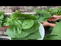 malabar spinach u0026 cucumber harvest pui pata malabar harvest