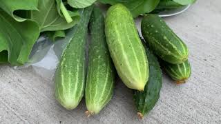 Malabar Spinach \u0026 Cucumber Harvest #pui pata # malabar #harvest