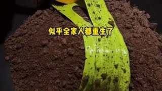 《雨声呵护》 蛋花小说app 文荒推荐 适合女生看的小说推荐