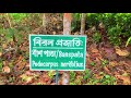 লাউয়াছড়া জাতীয় উদ্দান lawachara national park