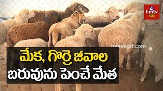 మేక, గొర్రె జీవాల బరువును పెంచుకోవటం ఎలా ? | hmtv Agri