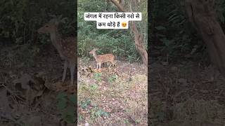 Jim Corbett National Park #jimcorbett #wildlife #animals #forest #mountains #nature #shorts #viral