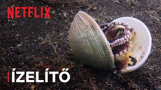 Óceánjaink | Az okos polip lelövi a halat | Ízelítő | Netflix