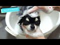 how to bathe your dog at home