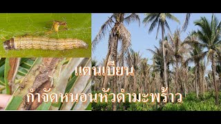 การปล่อยแตนเบียน เพื่อป้องกันกำจัดหนอนหัวดำมะพร้าว#เกษตรหนองบัวแดง