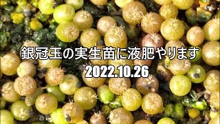 銀冠玉の実生苗に液肥やります　2022 10 26