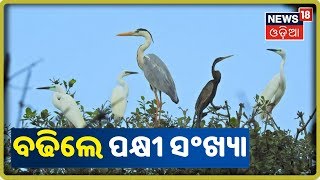 Kendrapara: Bhitarkanikaରେ ବଢ଼ିଛି ପକ୍ଷୀ ସଂଖ୍ୟା