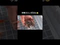 手乗りツノガエル2024.5.20 frog pacmanfrog クランウェルツノガエル ツノガエル