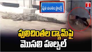 వామ్మో మొసలి.. Crocodile Halchal On Pulichintala Dam | Nalgonda | T News