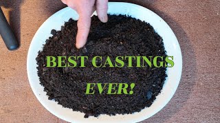 Your worms making their best castings!