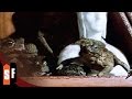 Frogs (1972) - Official Trailer (HD)